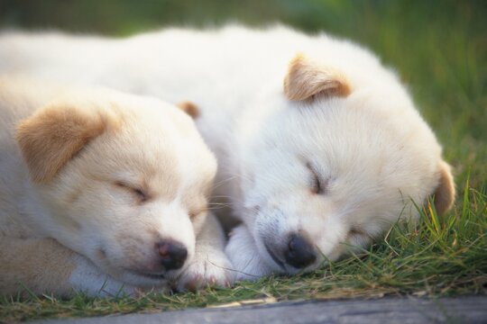 Two Puppies Sleeping on The Grass, Differential Focus