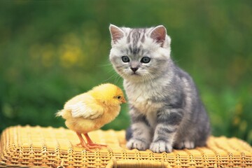 An American Shorthair Cat and a Chick On a Basket, Front View, Side View, Differential Focus