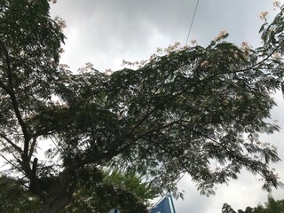 Tree under Cloudy Sky