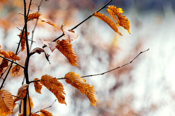 Autumn dry leaves on a tree branch in the forest