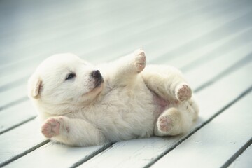 White Puppy rolling on a wooden floor playfully.
