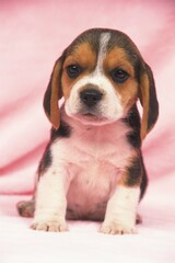 a Beagle Sitting on a Pink Blanket, Looking at Camera, Front View, Differential Focus