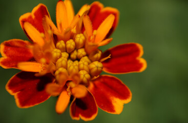 Macro of Orange Marigold flower,Flower background,macro photography.