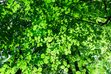 Buchenblätter gegen den Himmel fotografiert