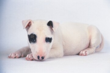 Bull Terrier sitting on floor looking at camera isolated in white.