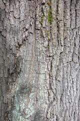 The textured surface of the bark of the old perennial deciduous tree