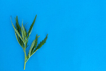 Fresh cannabis green leaves and seeds on blue paper background.