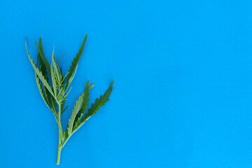 Fototapeta na wymiar Fresh cannabis green leaves and seeds on blue paper background.