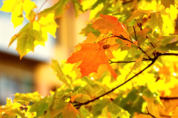 Bright autumn maple leaves in sunny weather on the background of a town house