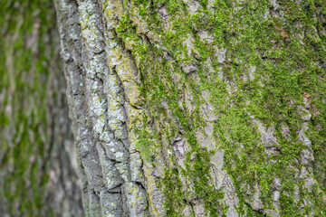The textured surface of the bark of the old perennial deciduous tree