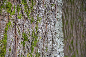 The textured surface of the bark of the old perennial deciduous tree