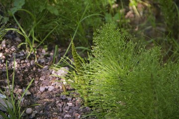 Grüne Pflanze im Sonenschein mit Wassertropfen und refelktionen