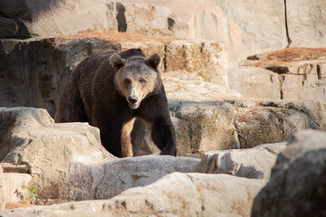 Young brown bear walking on the rock at sunset
