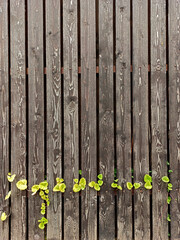 Summer background with wooden fence and plants - 370189404