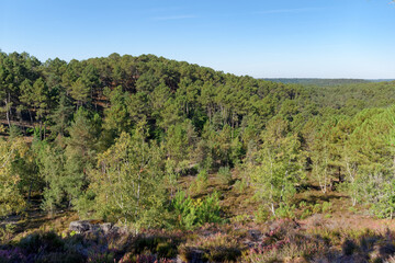 Fototapeta na wymiar hills of the 25 bumps hiking trail in Fontainebleau forest