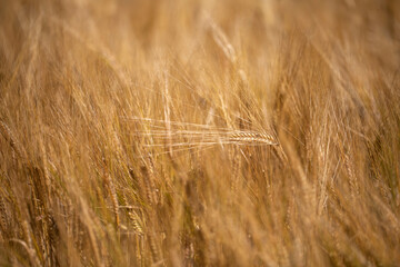 Barley/wheat/rye/ crop field, close up of flora during a light wind gently swaying during a sunny warm summers day