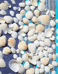 White seashells on a blue striped background. Vertical background.
