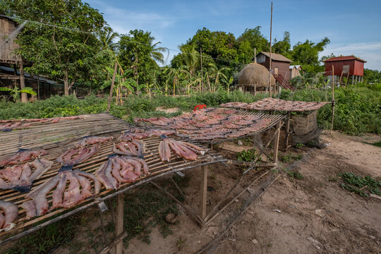 People drying fish under the sun in village of Cambodia 