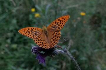 Fototapeta na wymiar Kaisermantel - Schmetterling