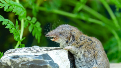 Bicolored Lesser white-toothed Shrew (Crocidura suaveolens) on stone with open mouth and white dangerous teeth. close-up of insect-eating mammal and tick insect (Ixodes) parasite in fur, Ixodidae tick