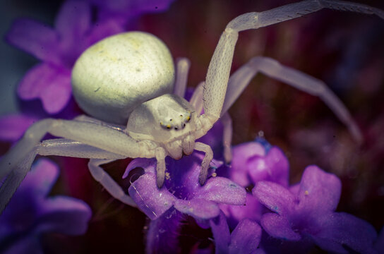 White spider on purple flower