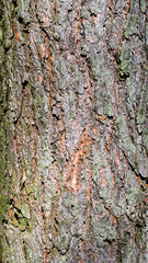 Colorful vibrant light tree bark texture / old dry wood background with rings, fungus and moss