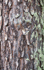 Colorful vibrant light tree bark texture / old dry wood background with rings, fungus and moss