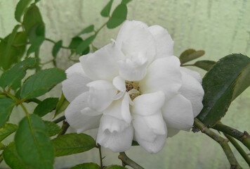 Closeup of beautiful white rose flower blooming in the garden, nature photography