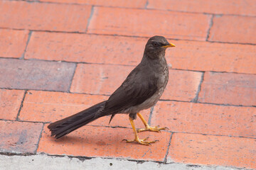 A bird on the roof