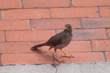 bird in the rain