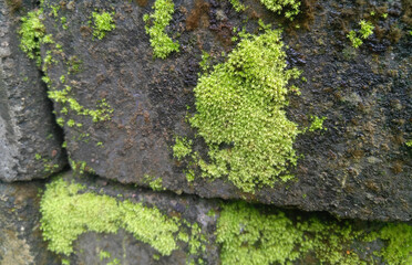 moss on stone wall