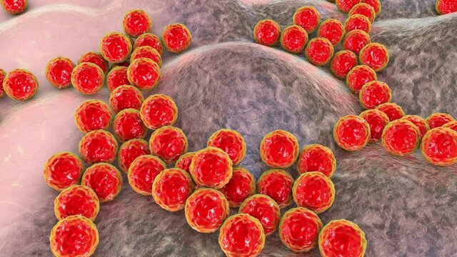 Bacteria Staphylococcus aureus, Staphylococcus epidermidis, MRSA, multidrug resistant bacteria, 3D animation