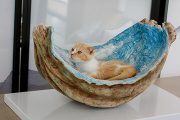 Orange kitten hiding in a jade cat litter