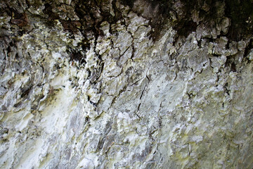 White light tree bark texture / old dry wood background with rings, fungus and moss
