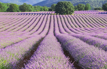 Crop fields of violet color lavender in the afternoon light. Panoramic view