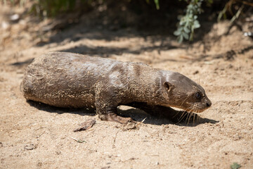 Young baby otter lying on the sand sunbathing