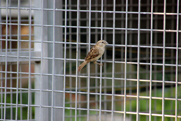 Pajaro
