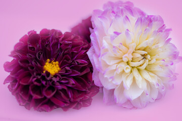 pink and white chrysanthemum flowers in dreamy pink backdrop