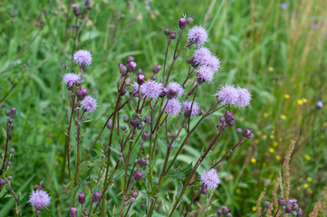 lilac flower heads of a creeping thistle