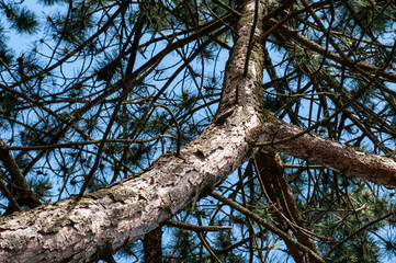 Obraz premium view alongside a thick branch of a pine tree