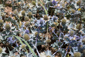 Sea Holly on the borders of the Fleetwood beach, Fleetwood, Lancashire, UK