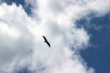 Ave en el cielo