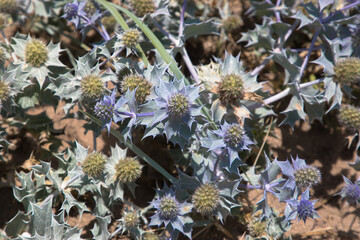 Sea Holly on the borders of the Fleetwood beach, Fleetwood, Lancashire, UK