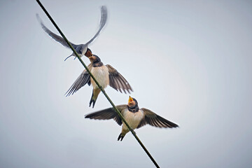Junge Rauchschwalben ( Hirundo rustica ) bei der Fütterung. © Michael