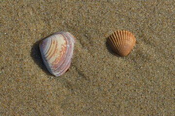 Eine kleine orangene Venus Muschel und eine etwas größere lila Muschel mit weiße und orangene Flecken liegen in nassen, glatten, feinen Meere Sand und werden von der Sonne beleuchtet.