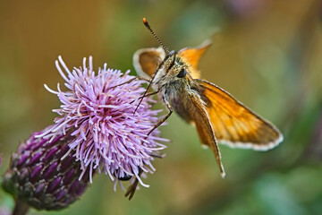 Braunkolbiger Braun-Dickkopffalter ( Thymelicus sylvestris ).