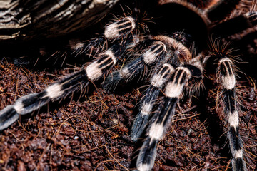tarantula acanthoscurria geniculata in natural environment