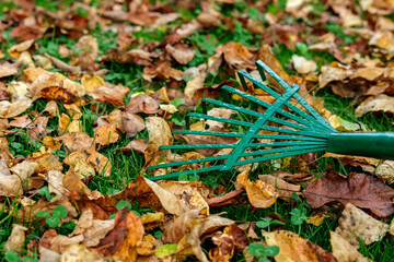 A metallic green fan rake lies on a lawn with green grass strewn with yellowed and withered autumn...