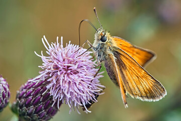 Braunkolbiger Braun-Dickkopffalter ( Thymelicus sylvestris ).