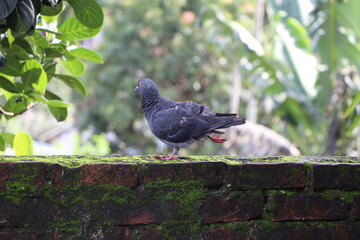pigeon on the wall